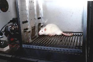 http://en.wikipedia.org/wiki/Rat_Park
